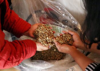 Con subasta internacional, SDR posiciona y fortalece al café poblano