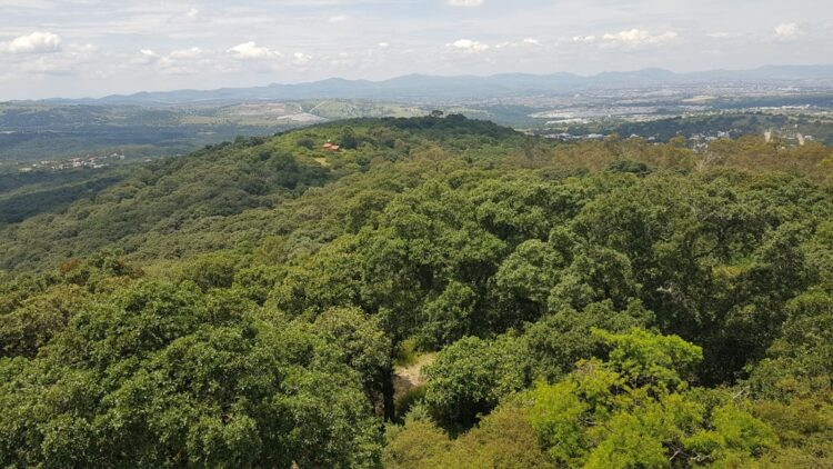 Reafirma gobierno estatal compromiso con medio ambiente; protege 859 hectáreas más en “Flor del Bosque”