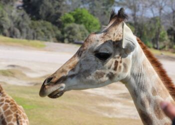 PUEBLA DA BIENVENIDA A JIRAFA “BENITO”; GOBIERNO ESTATAL RESPALDA CAUSAS ANIMALISTAS, DESTACA SERGIO SALOMÓN