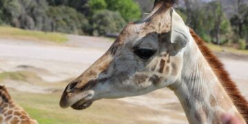 PUEBLA DA BIENVENIDA A JIRAFA “BENITO”; GOBIERNO ESTATAL RESPALDA CAUSAS ANIMALISTAS, DESTACA SERGIO SALOMÓN