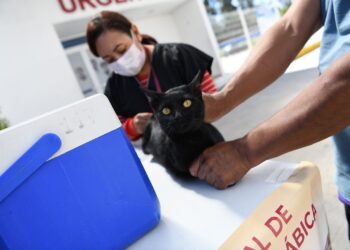Inicia Salud Jornada Nacional de Vacunación Antirrábica Canina y Felina