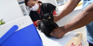 Inicia Salud Jornada Nacional de Vacunación Antirrábica Canina y Felina