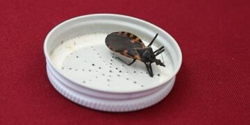 Llama Salud a no bajar guardia contra enfermedad de Chagas