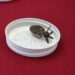 Llama Salud a no bajar guardia contra enfermedad de Chagas