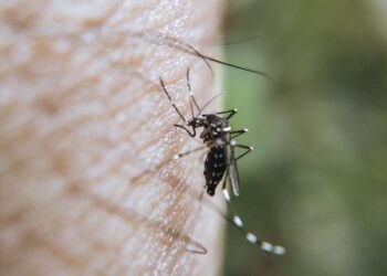 Permanecen dos personas hospitalizadas por dengue: Salud