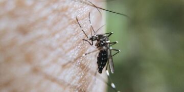 Permanecen dos personas hospitalizadas por dengue: Salud