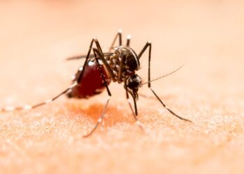 Sin nuevos contagios por dengue en las últimas 24 horas: Salud