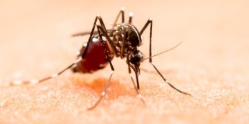 Sin nuevos contagios por dengue en las últimas 24 horas: Salud