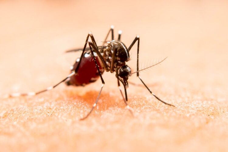 Sin nuevos contagios por dengue en las últimas 24 horas: Salud