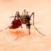 Sin nuevos contagios por dengue en las últimas 24 horas: Salud
