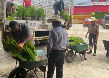 Entrega gobierno estatal 3 millones 484 mil plantas para reforestación