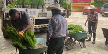 Entrega gobierno estatal 3 millones 484 mil plantas para reforestación