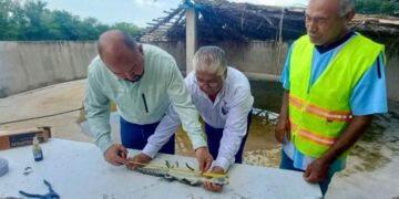 Fortalece Tamaulipas capacitación para manejo de cocodrilos