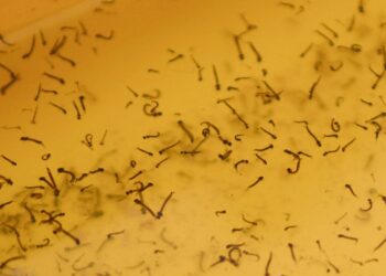 En 24 horas disminuyen hospitalizados por dengue: Salud