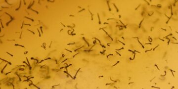 En 24 horas disminuyen hospitalizados por dengue: Salud
