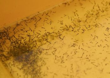 Registra Puebla 91 nuevos contagios de dengue en últimas 24 horas: Salud