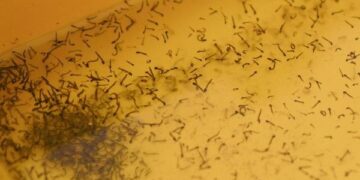 Registra Puebla 91 nuevos contagios de dengue en últimas 24 horas: Salud