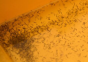 Atiende Salud a 35 personas hospitalizadas por dengue en las últimas 24 horas