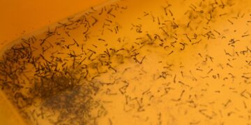 Atiende Salud a 35 personas hospitalizadas por dengue en las últimas 24 horas