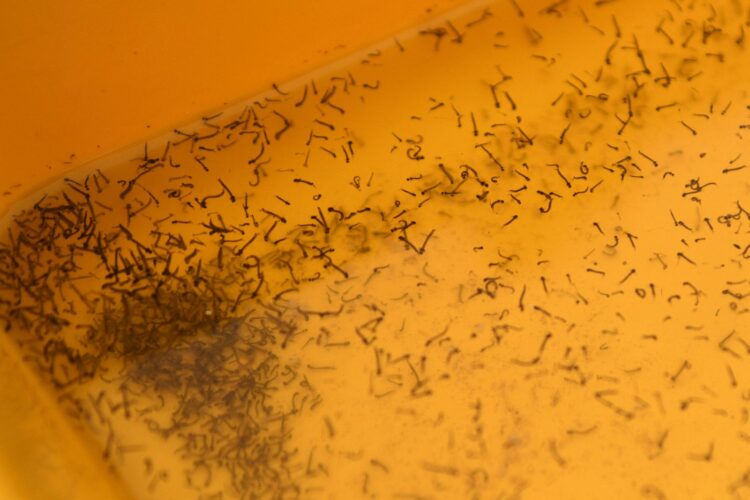 Atiende Salud a 35 personas hospitalizadas por dengue en las últimas 24 horas