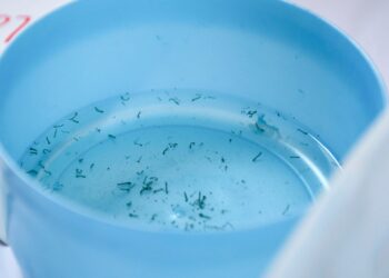 Reporta Salud tres nuevas hospitalizaciones por dengue en Puebla