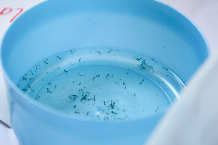 Reporta Salud tres nuevas hospitalizaciones por dengue en Puebla