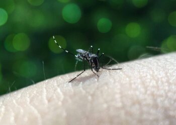 Reporta Salud 40 nuevos contagios por dengue en Puebla