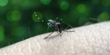 Reporta Salud 40 nuevos contagios por dengue en Puebla