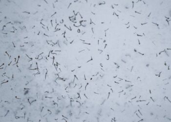 Con casos de dengue, 63 municipios de Puebla: Salud