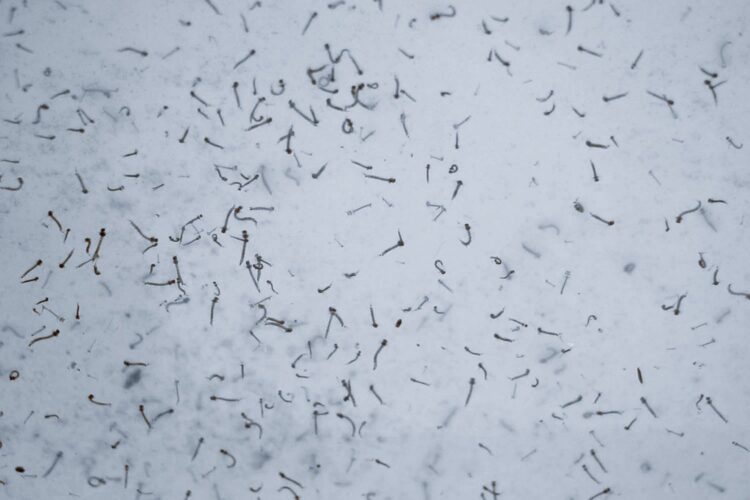 Con casos de dengue, 63 municipios de Puebla: Salud