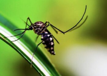 Reporta Salud 14 nuevos contagios por dengue