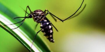 Reporta Salud 14 nuevos contagios por dengue