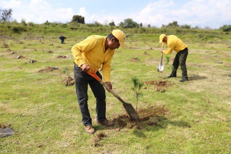 CUMPLE GOBIERNO DE SERGIO SALOMÓN META DEL PLAN REFORESTACIÓN