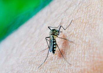 Reporta Salud 51 personas hospitalizadas por dengue