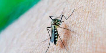 Reporta Salud 51 personas hospitalizadas por dengue