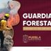Prevención y combate de incendios, tareas de la Guardia Forestal del Estado