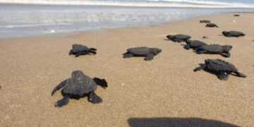 Proyectarán en televisión las maravillas naturales de Tamaulipas: CPBT