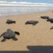 Proyectarán en televisión las maravillas naturales de Tamaulipas: CPBT