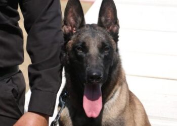 De compañeros a familia: policía de la Guardia Estatal adopta a canino retirado