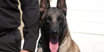 De compañeros a familia: policía de la Guardia Estatal adopta a canino retirado