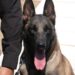 De compañeros a familia: policía de la Guardia Estatal adopta a canino retirado
