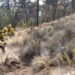 Con una efectividad del 100 por ciento, Gobierno de Puebla atiende incendios