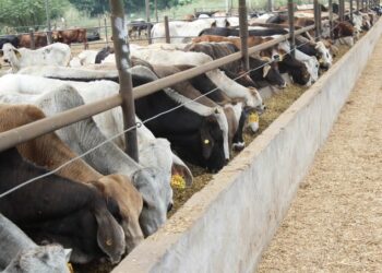 EU reabrirá puertos a ganado mexicano tras control de gusano barrenador