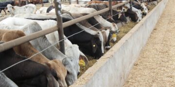 EU reabrirá puertos a ganado mexicano tras control de gusano barrenador