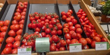 Estados Unidos alista arancel al jitomate mexicano y México sigue sin acuerdo