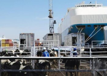 Supervisan en Mazatlán embarque de 5,300 reses nicaragüenses bajo estricta revisión sanitaria