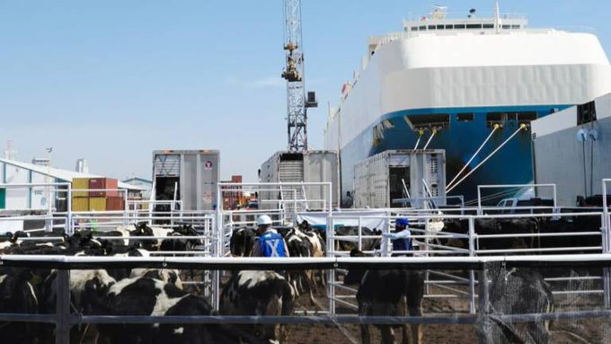 Supervisan en Mazatlán embarque de 5,300 reses nicaragüenses bajo estricta revisión sanitaria