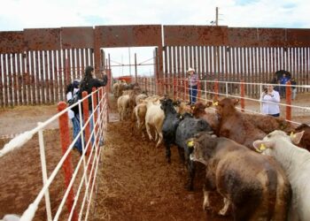 Cierre fronterizo a ganado mexicano genera pérdidas millonarias por brote sanitario
