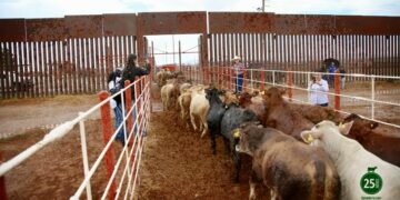Cierre fronterizo a ganado mexicano genera pérdidas millonarias por brote sanitario