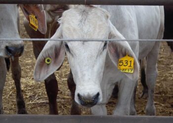 México y EU firman plan binacional para erradicar el gusano barrenador